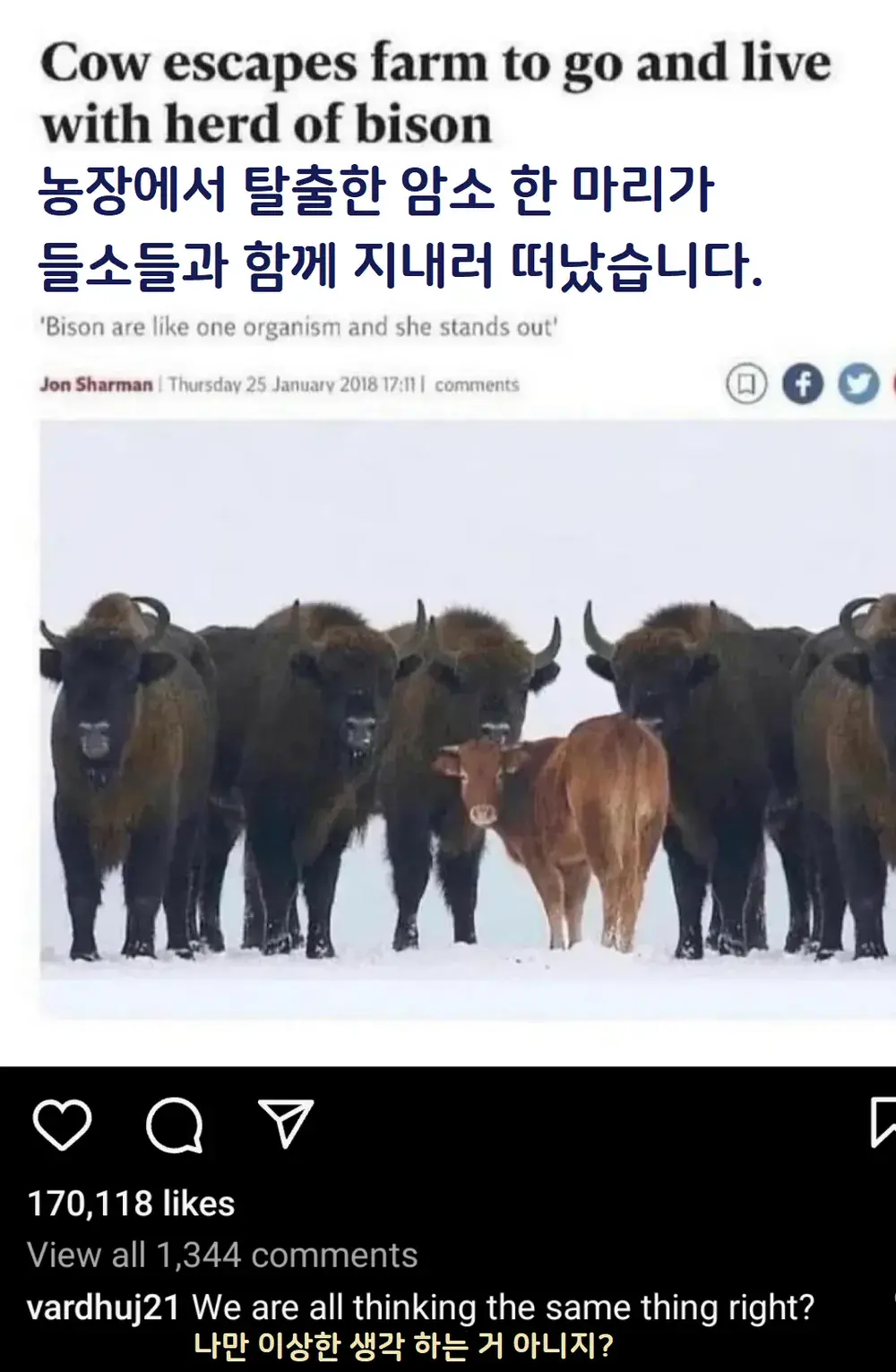 농장에서 탈출한 암소 ㅠㅠ