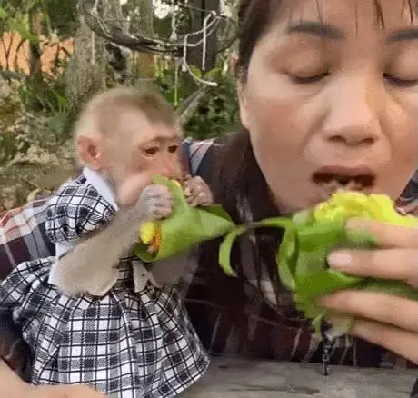 인간엄마가 너무 좋은 아기 원숭이