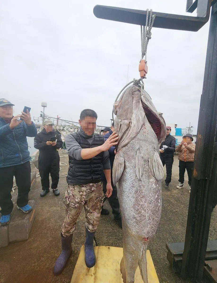 제주에서 &#039;전설의 심해어&#039; 183㎝ 초대형 돗돔, 낚시로 잡혀