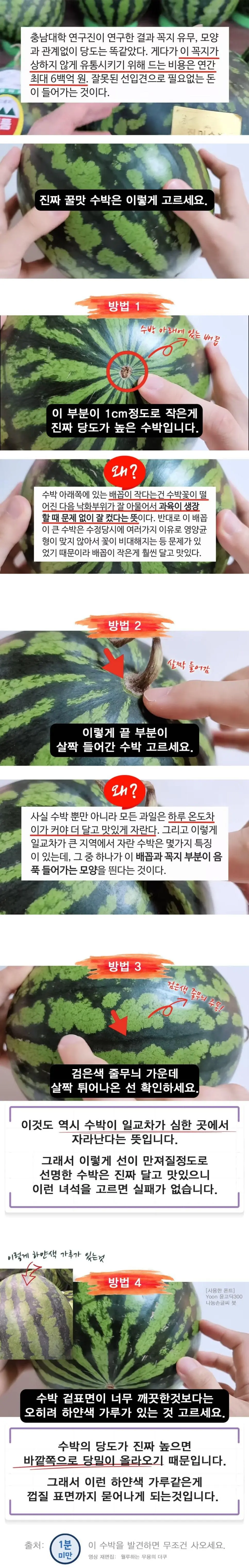 무조건 사야되는 수박 꿀팁 ㄷㄷ..jpg