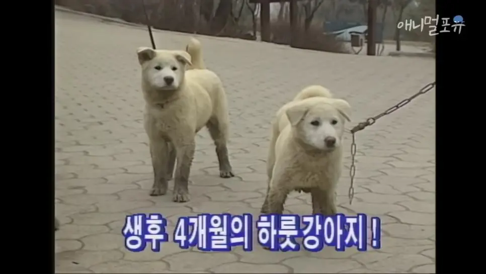 속담이 정말인지 실험을 해 보았다