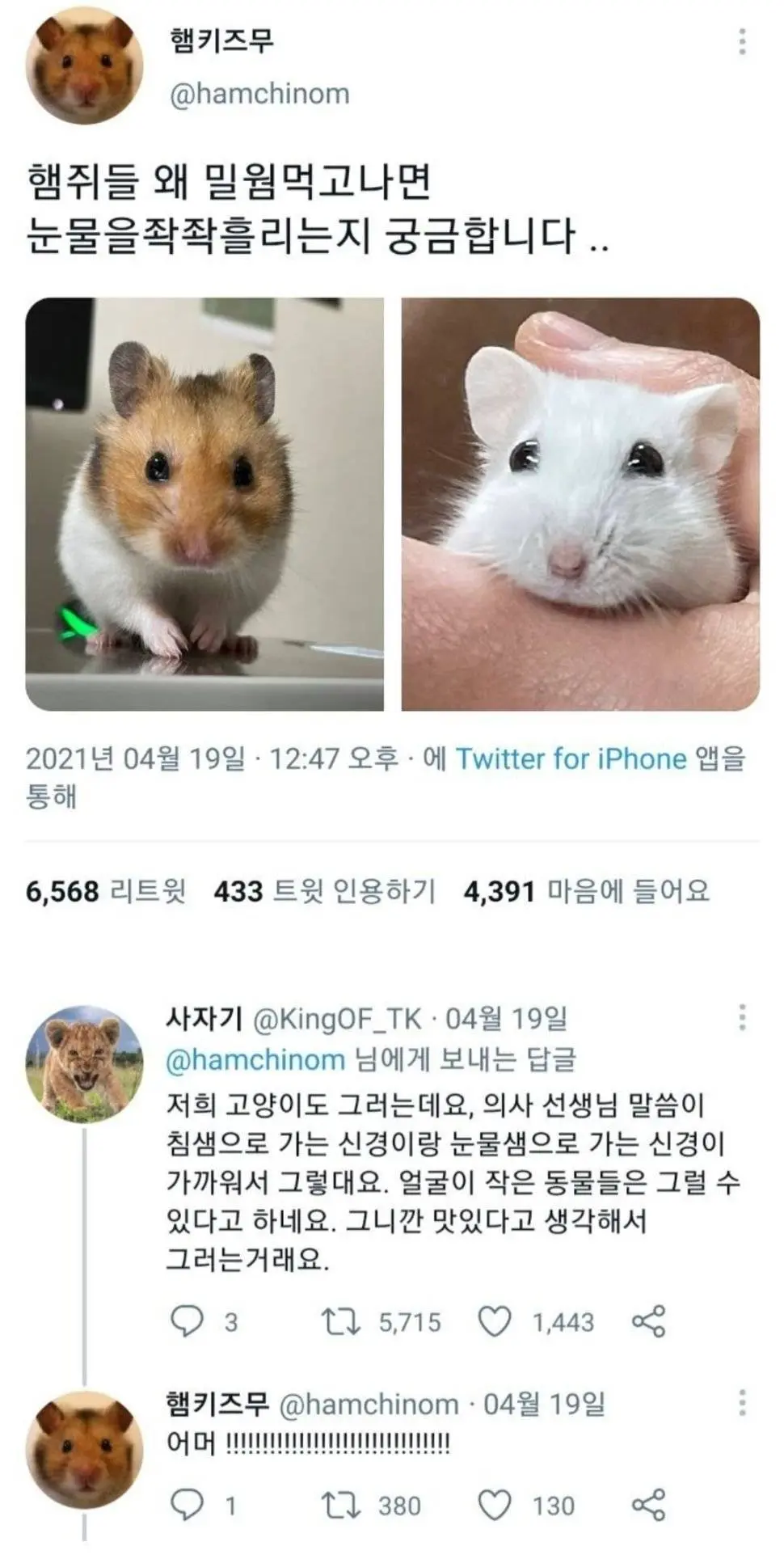 햄스터가 눈물을 흘리는 과학적인 팩트.jpg