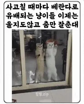 사고칠때마다 베란다로 유배되는 고양이들