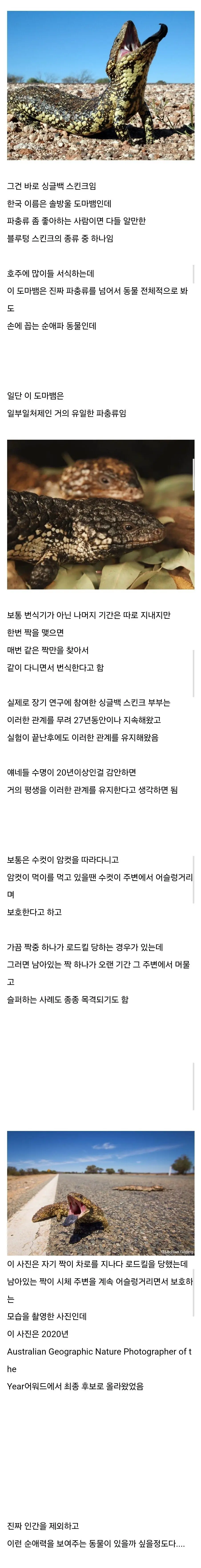 완전 순애 그 자체인 동물