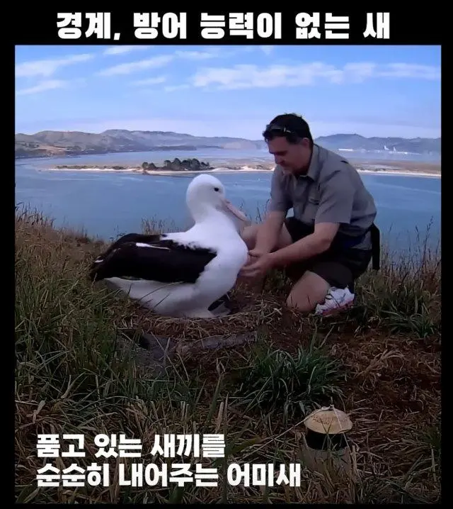 경계, 방어능력이 없는 새&nbsp;