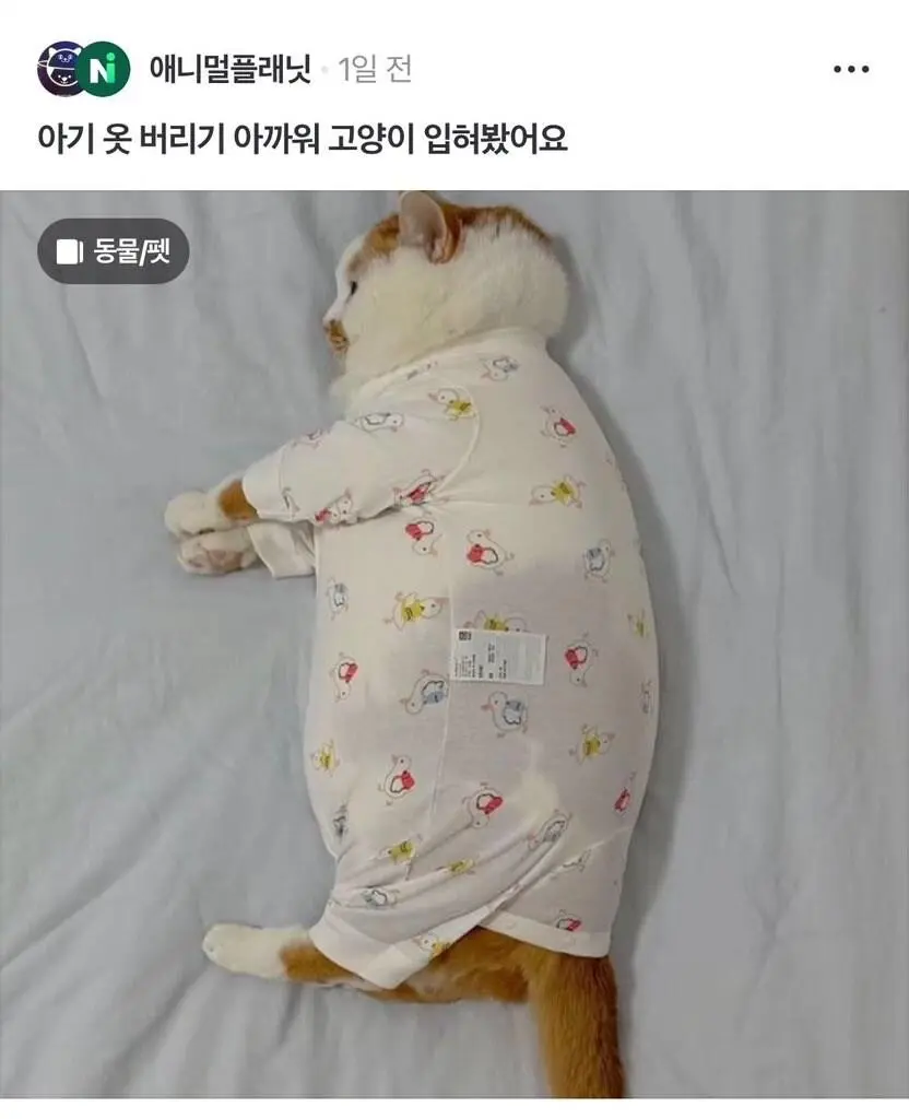 아기옷 버리기 아까워서 고양이 입혀봤어요