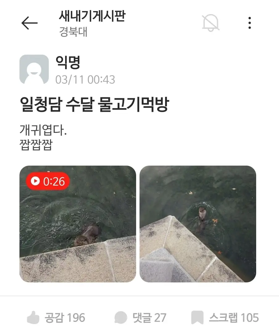 경북대에서 물고기 먹방하는 수달ㄷㄷㄷㄷ