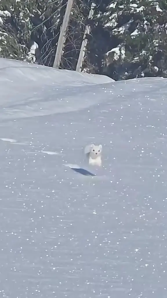 산족제비