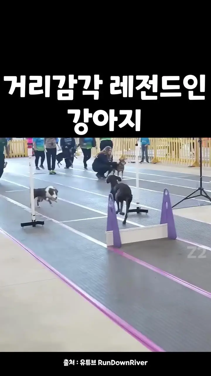 거리감각 레전드인 강아지 ㄷㄷ.mp4