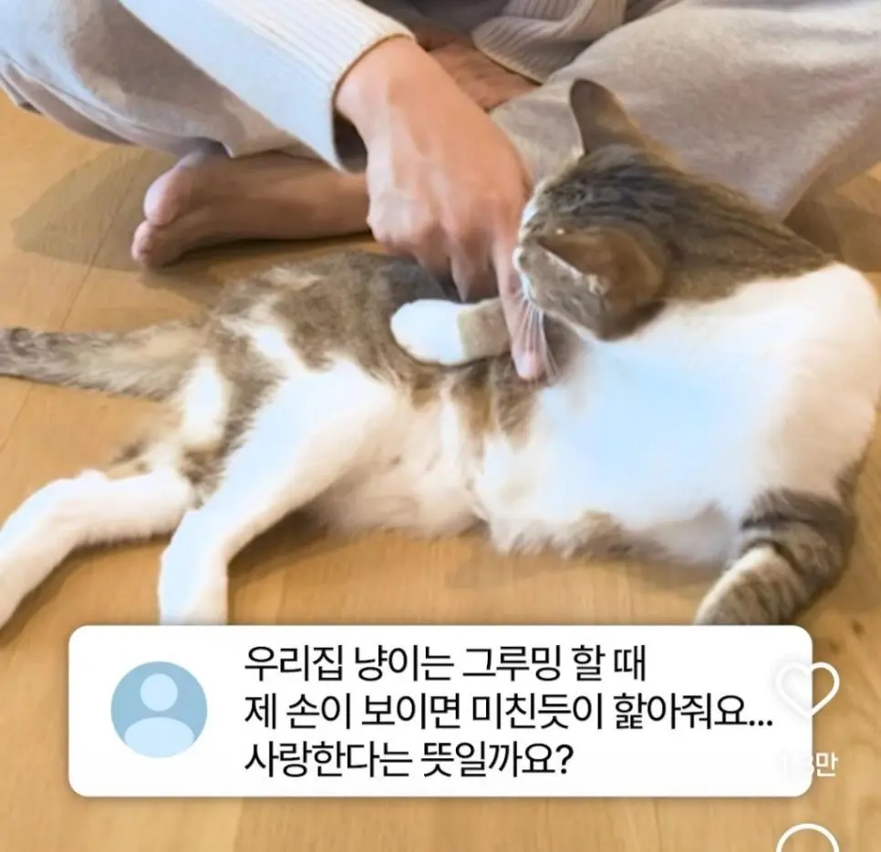 우리집 냥이는 그루밍할 때 제 손이 보이면 미친듯이 핥아줘요... 사랑한다는 뜻일까요??