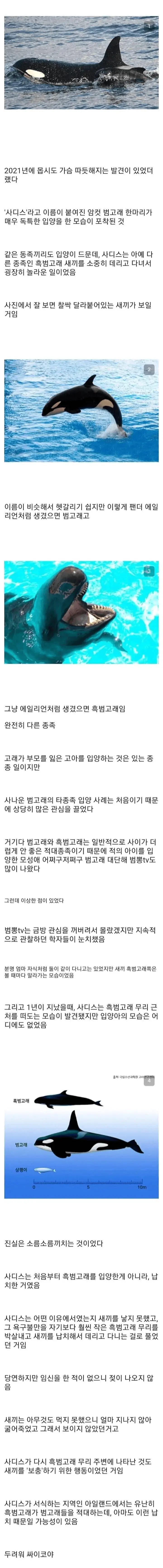 흑범고래 새끼를 입양한 범고래