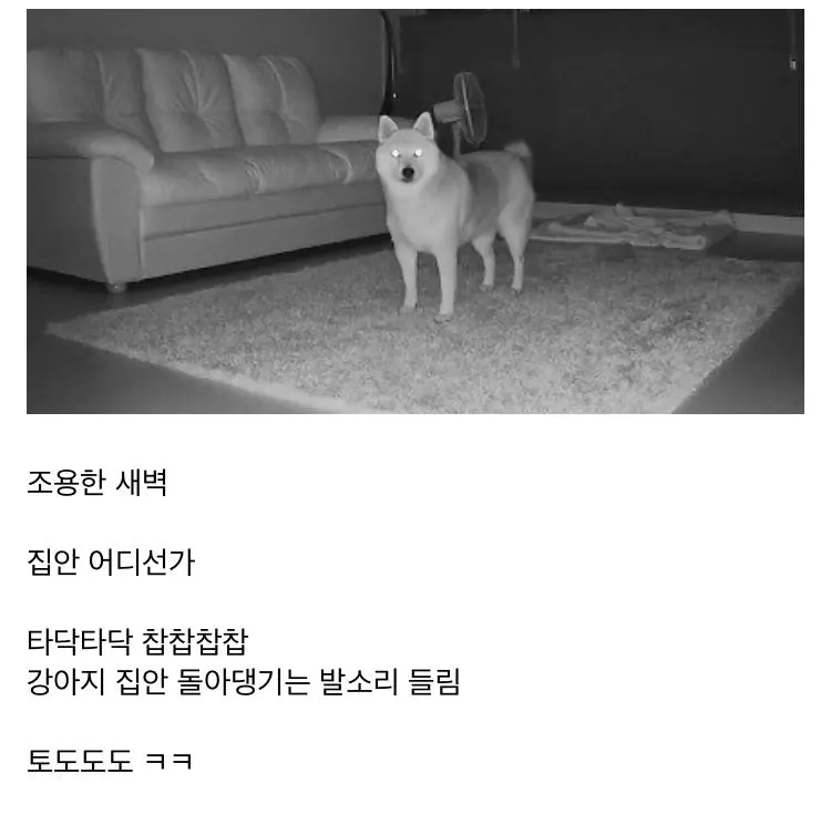 강아지 키우는 집의 새벽 특징