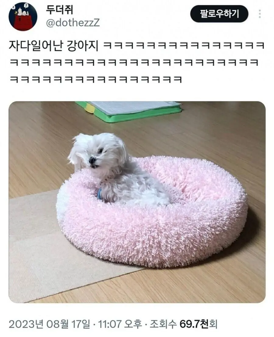 자다 일어난 강아지 모음.jpg