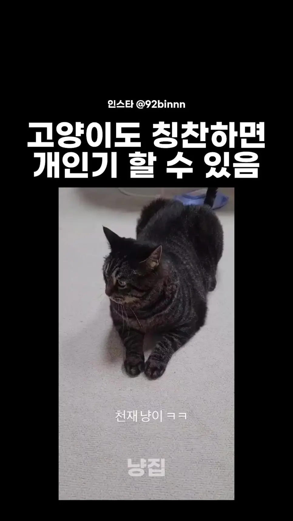 말 잘듣는 고양이.mp4