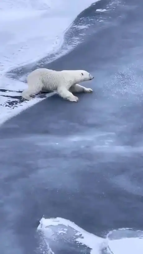 북극곰이 살얼음판을 넘어가는 방법.gif