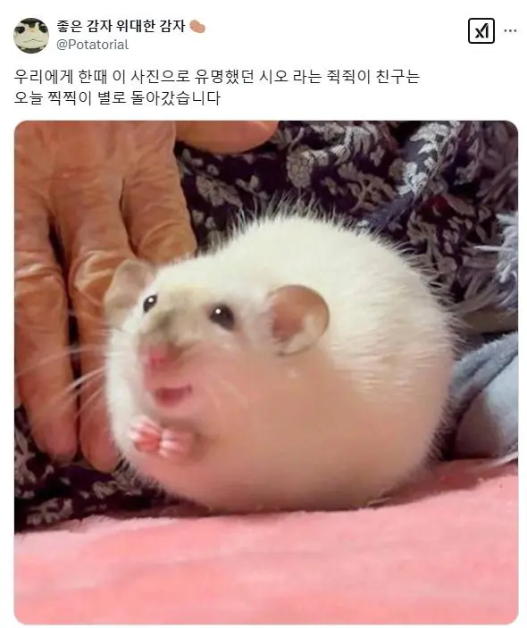 간사해보이는 쥐 근황...