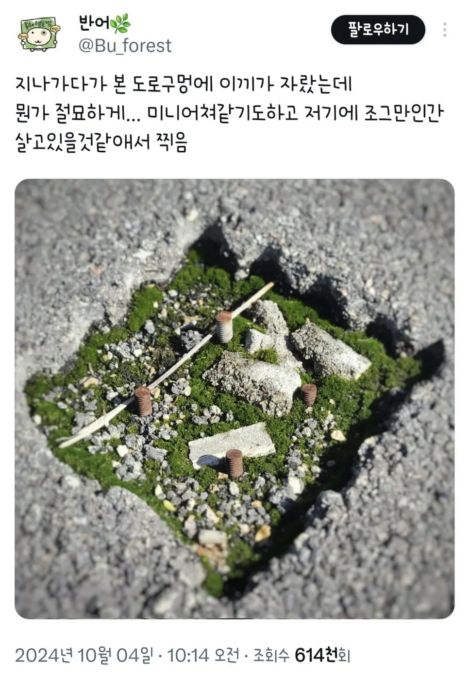 지나가다가 본 도로구멍에 이끼가 자랐는데