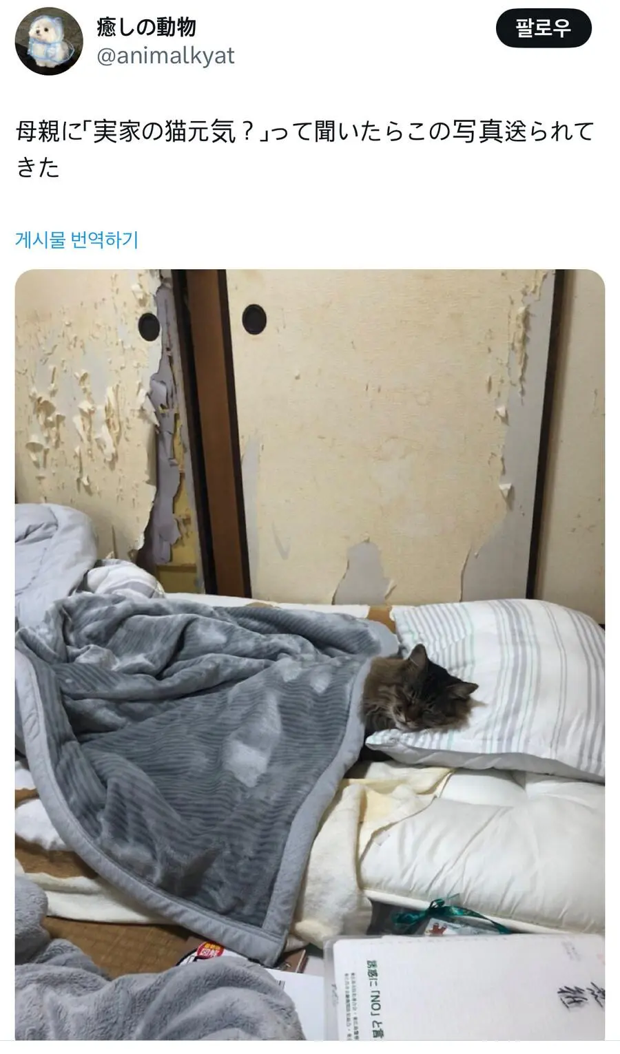 어머니께 고양이는 잘 지내? 라고 물어본 결과