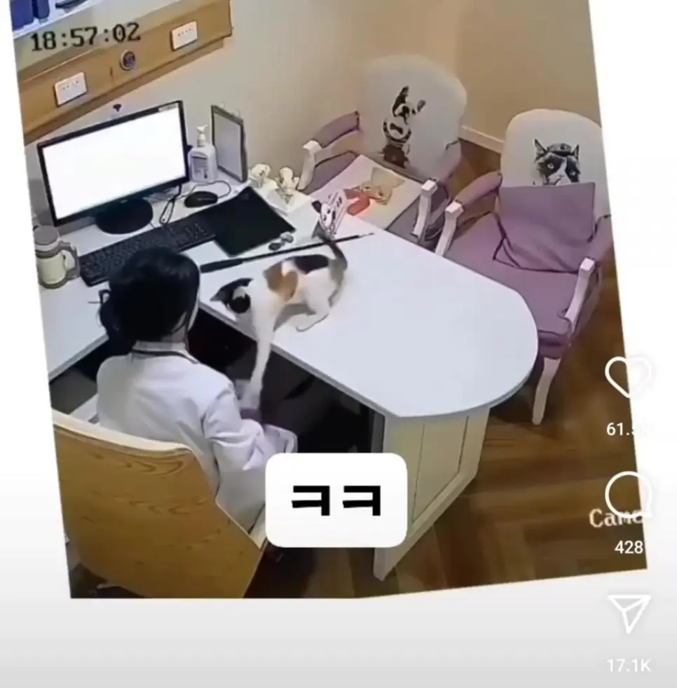 수의사 충격적인 cctv 녹화장면.mp4