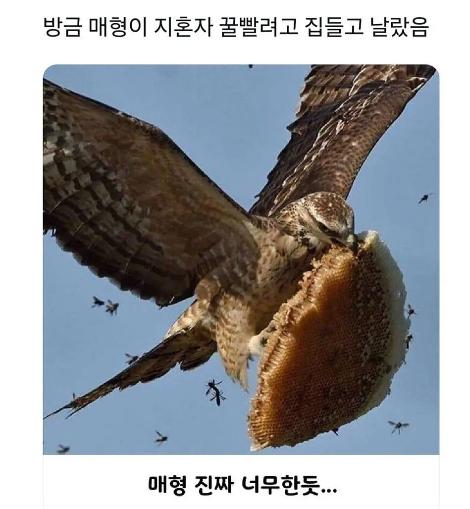 [유머] 	        매형이 지혼자 꿀빨라고 집들고 날랐음