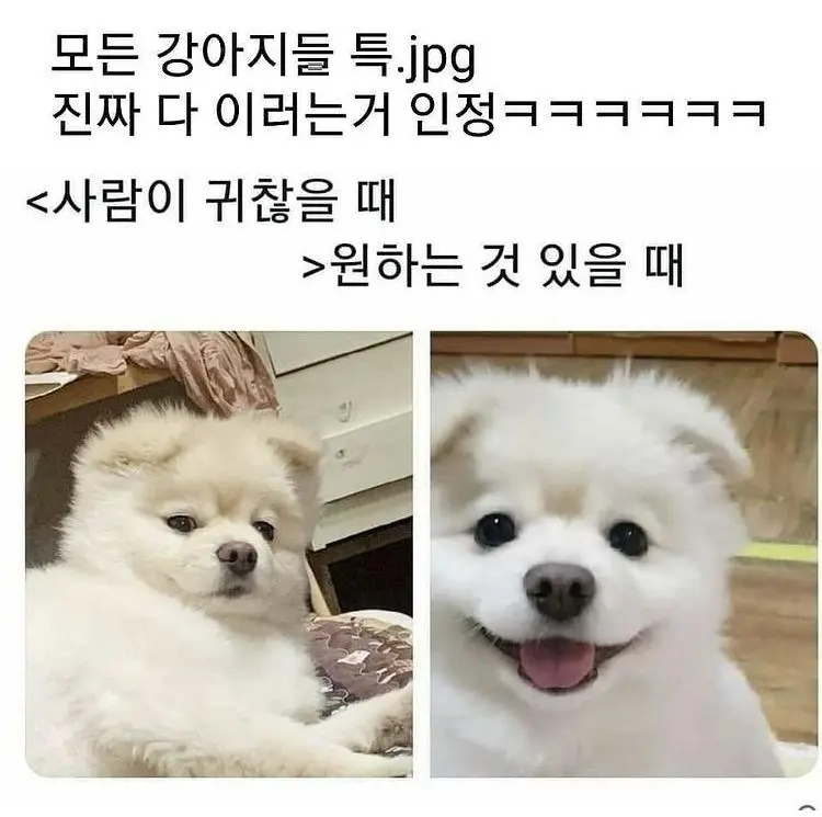 모든 강아지들 특징