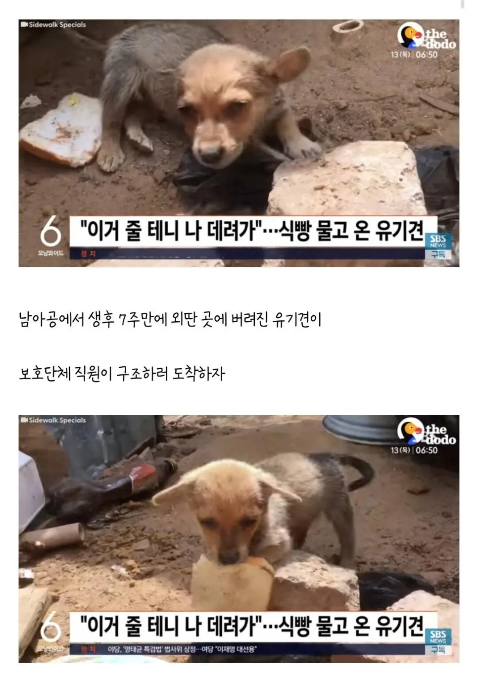 보호단체 직원들 보고 아끼던 식빵을 물고 온 유기견