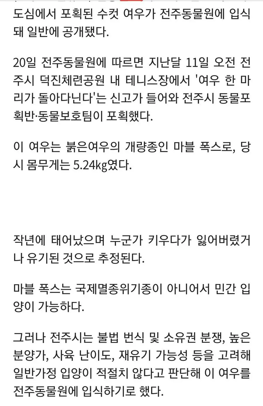 전주에서 포획된 여우 근황