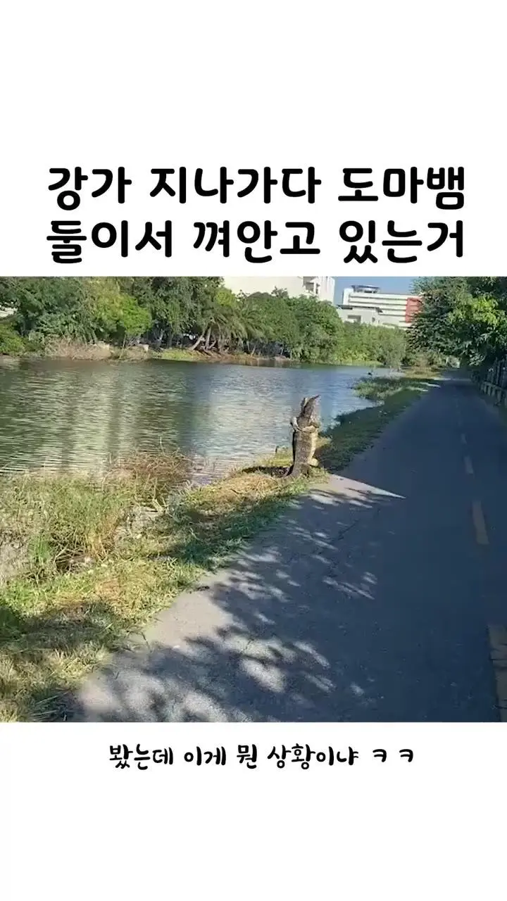 [유머] 	        강가 지나가다 도마뱀 둘이서 껴안고 있는거