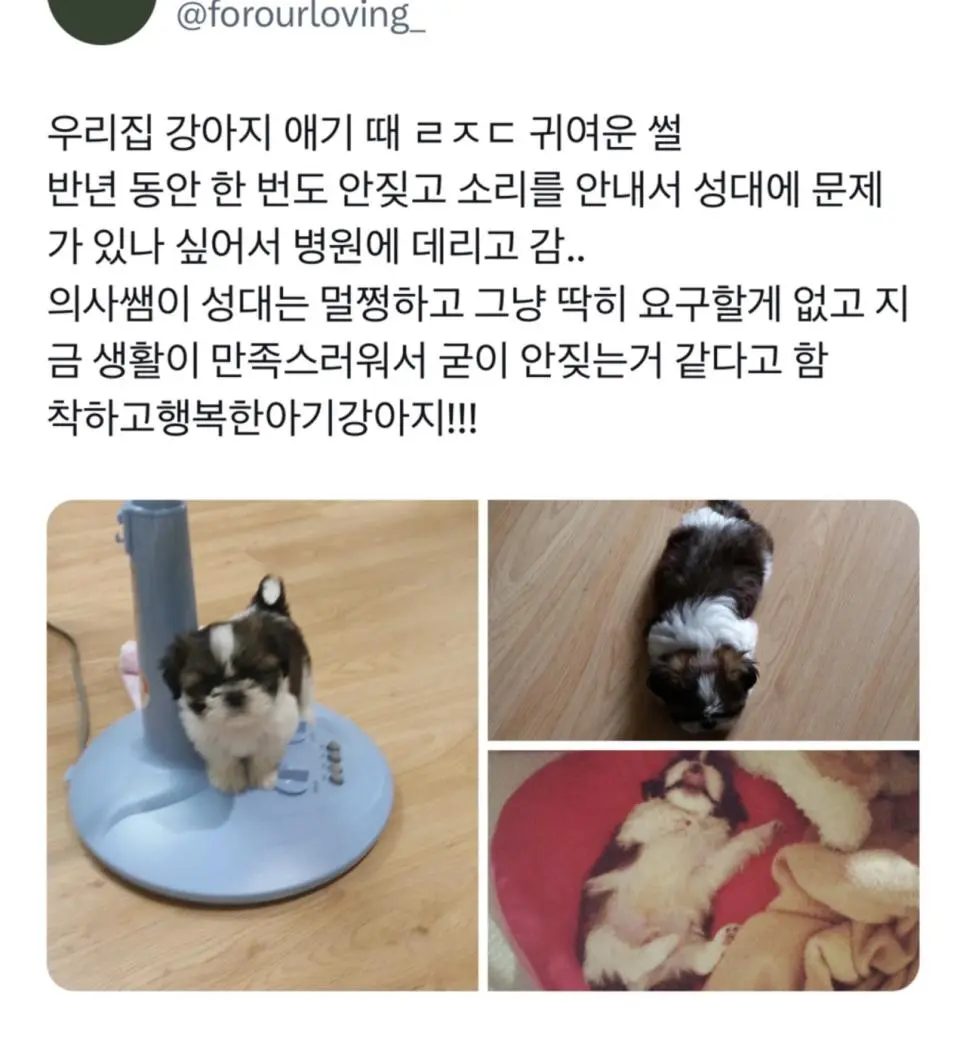 강아지 애기때 귀여운 썰