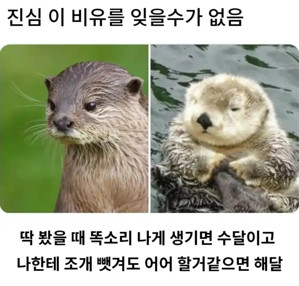 수달/해달 구분법