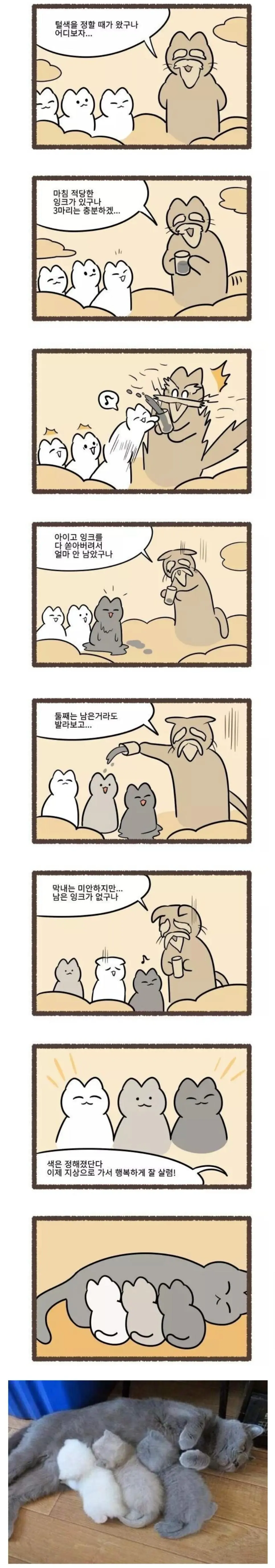 고양이 털 색깔의 비밀.jpg