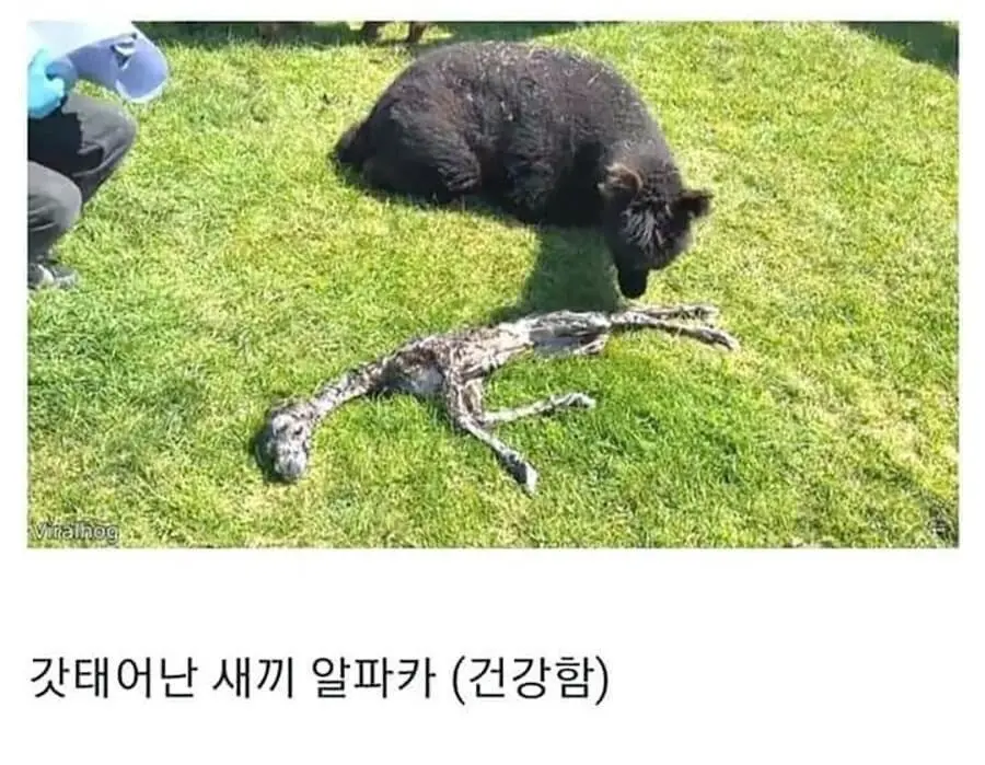 갓 태어난 새끼 알파카.jpg