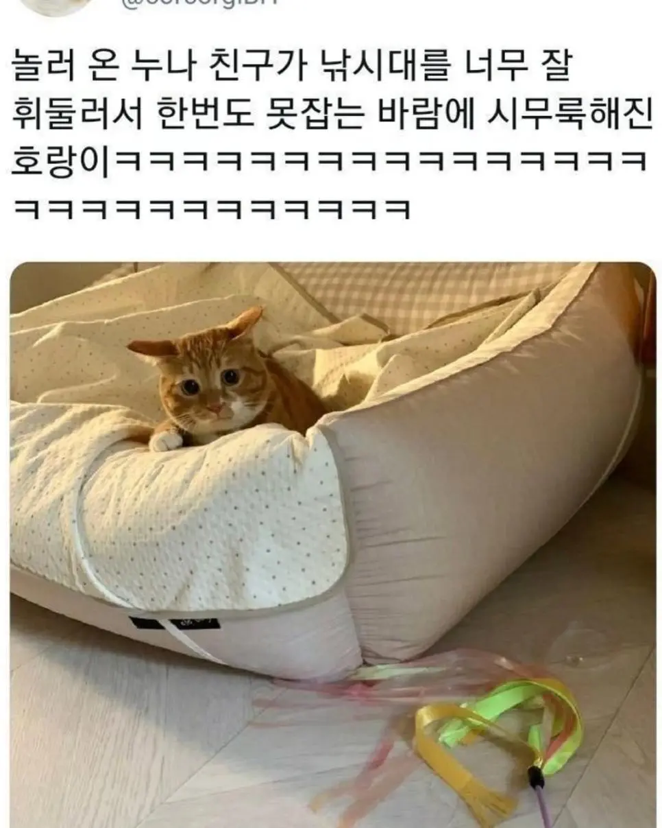 자존심 상한 고양이.jpg