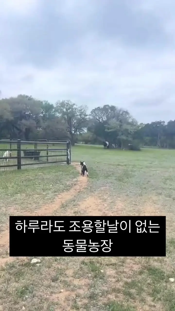 조용할날 없는 동물농장 ㅋㅋㅋ